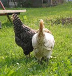 Chicken butts