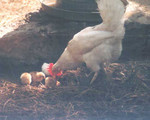 chicks