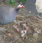 Highlight for Album: Guinea Fowl: June, 2005