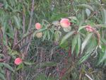 Highlight for Album: First Ever Peaches at Dreamtime!