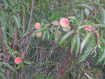 3 Year old Siberian C peach with its first crop of peaches.