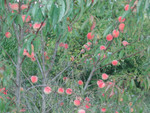 3 Year old Siberian C peach with its first crop of peaches.