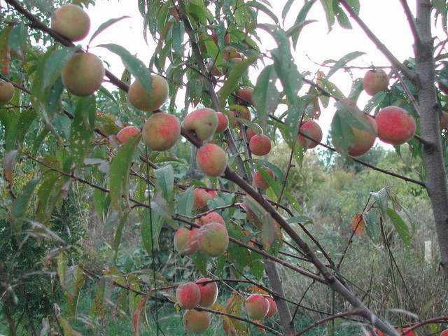 3 Year old Siberian C peach with its first crop of peaches.
