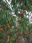 3 Year old Siberian C peach with its first crop of peaches.