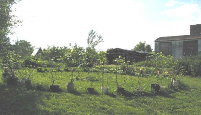 Fig Circle
