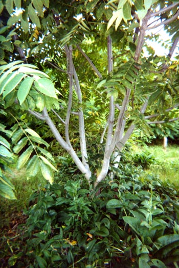 mama_buartnut.jpg