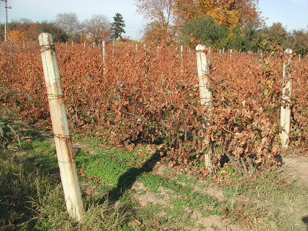 grape_trellis.jpg
