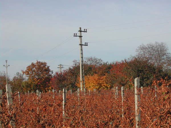 vineyard_overview.jpg